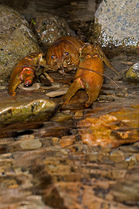 gambero, fiume, austropotamobius pallipes, val d'aveto